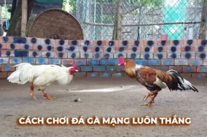 Chinh Phục Đấu Trường Đá Gà Sabong EU9 Bí Kíp Từ Cao Thủ