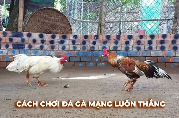 Chinh Phục Đấu Trường Đá Gà Sabong EU9 Bí Kíp Từ Cao Thủ 1 Chinh Phục Đấu Trường Đá Gà Sabong EU9 Bí Kíp Từ Cao Thủ